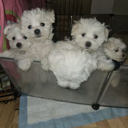 Maltese Puppies from Emotional Amor Support