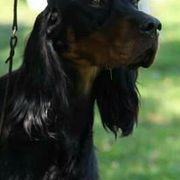 Gordon Setters and Irish Red and White Setters from Moonstone Setters