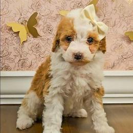 Wynter - Tri-color female Bernedoodle puppy in Russell Springs, Kentucky from 270 Doodles