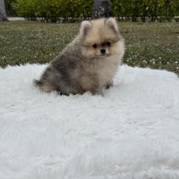 King Arthur - Orange sable male Pomeranian puppy in Naples, Florida from Puppies Forever 💙❤️🐶