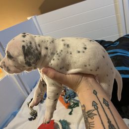 Dalmatian Puppies from Hallmark Dalmatians;