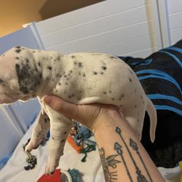 Dalmatian Puppies from Hallmark Dalmatians;
