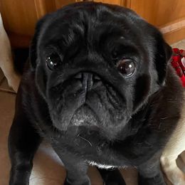 Rio - Pug
