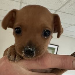 Baby 1 - Red female Miniature Pinscher puppy in Staunton, Virginia from Little L’s Magical Min Pins