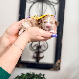 Sunset - Buff and white female Cockapoo puppy in West Haven, Utah from Split Mountain Doodles
