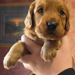 Breeze - Dark golden female Golden Retriever puppy in Princeton, Minnesota from Bewitched Goldens