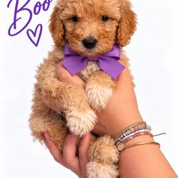 Boo (Purple) - Apricot female Poodle puppy in Stuart Fl, Florida from Lincoln & Lady Co.