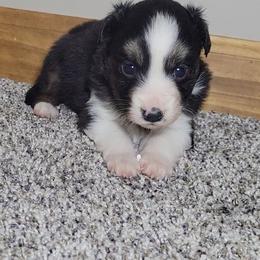 Scoria - Black tri female Miniature Australian Shepherd puppy in Sunbury, Pennsylvania from Elemental Mini Aussies
