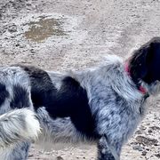 Girl 2 - Rogue - Karakachan puppy in Michigan from MI Family Farm