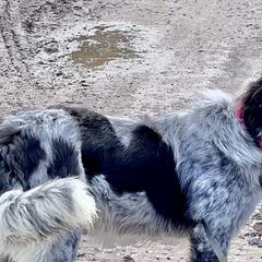Girl 2 - Rogue - Karakachan puppy in Michigan from MI Family Farm
