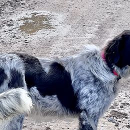 Girl 2 - Rogue - Karakachan puppy in Michigan from MI Family Farm
