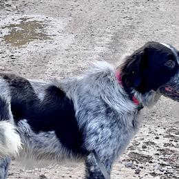 Girl 2 - Rogue - Karakachan puppy in Michigan from MI Family Farm