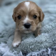 BRUNO - Ruby male Cavachon puppy in Draper, Utah from Cavachon Love Chocolate Cavaliers, Cavaliers, Cavachon’s, Cavapoos