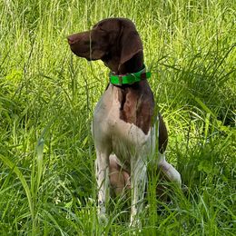 Willow - German Shorthaired Pointer