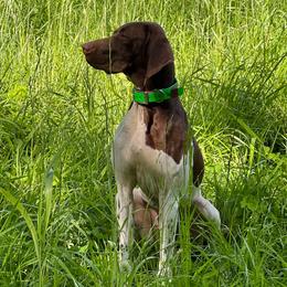 Willow - German Shorthaired Pointer