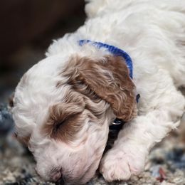 Sig Blue - Parti male Goldendoodle puppy in Vernon, Texas from Sugarland's Texas Goldendoodles