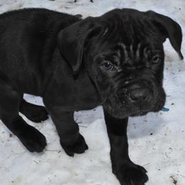 Turquoise - Black female Cane Corso puppy in Sault Ste Marie, Michigan from Willow Creek Cane Corsos