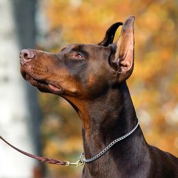 Harry - Doberman Pinscher