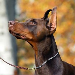 Harry - Doberman Pinscher