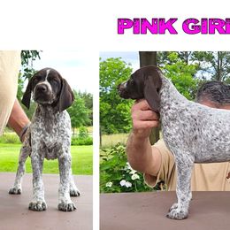German Shorthaired Pointers from Montjoy Farms