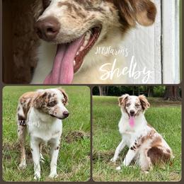 Shelby - Red merle female Miniature American Shepherd puppy in Huntington, Texas from JKKJ Farms, LLC