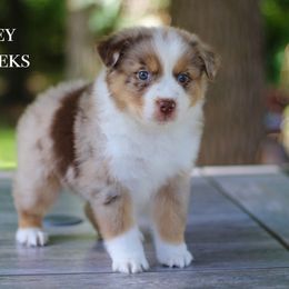 Dopey - Australian Shepherd puppy in Coldwater, Michigan from Northern Star Australian Shepherds