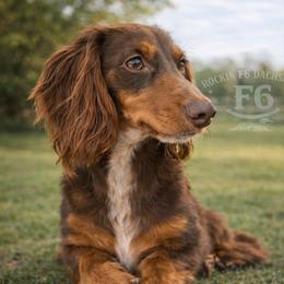 Bertie Lynn - Dachshund