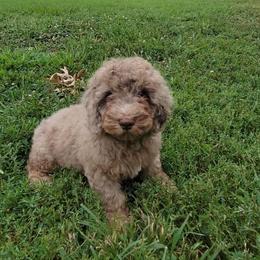Speckles - Merle male Cockapoo puppy in Missouri from KDK Missouri Miniature Poodles