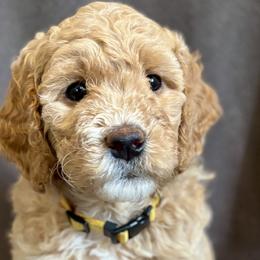 Goldendoodles from Moore Goldendoodles