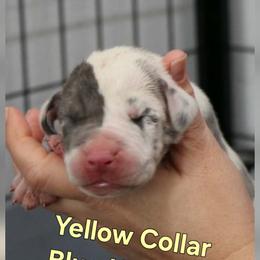 Yellow Collar Girl - Blue and white female Great Dane puppy in Longview, Texas from Lazy A Danes