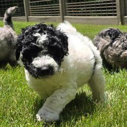 Pip - Black and white female Sheepadoodle puppy in Buford, Georgia from Guppy Puppies