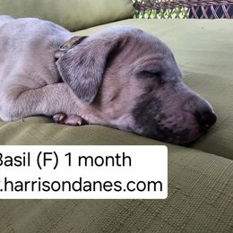 Great Dane Puppies from Harrison Danes