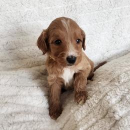 Yellow - Apricot female Goldendoodle puppy in Cumming, Georgia from Chattahoochee Kennels