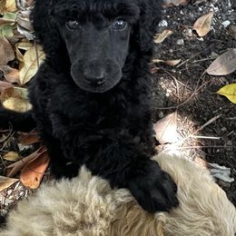 Poodle Puppies from Jaycee's Puppies