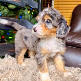 Slate - Blue merle female Bernedoodle puppy in Tyner, Kentucky from Good Dog Doodles