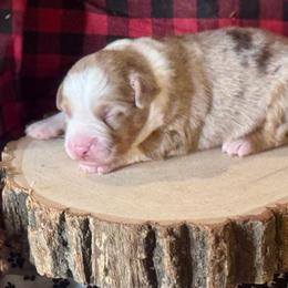 Flame - Red merle male Australian Shepherd puppy in California from Eagle River Aussies
