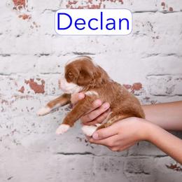 Declan - Red  male Goldendoodle puppy in Calhoun, Georgia from Happy Top Doodles