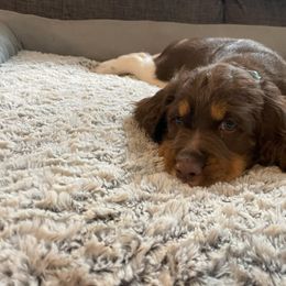 English Springer Spaniel Puppies from Timothy Naylor