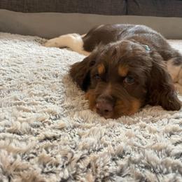 English Springer Spaniel Puppies from Timothy Naylor