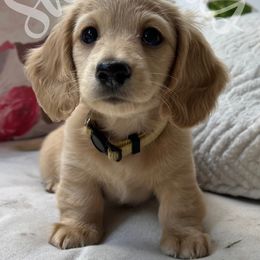 Dachshund Puppies from Swedoxies