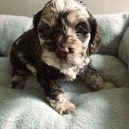 Cockapoo Puppies from Oodles of Doodles and Love