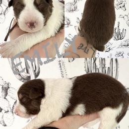 Emily - Red female Border Collie puppy in Sanger, California from Flying M Cactus Ranch Buddies