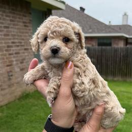 Dream - Cream female Poodle puppy in Bedford, Texas from S.H.A.R.P.’s Toy Poodles