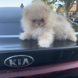 Pomeranian Puppies from Strawberry Pom Poms