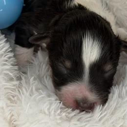 Sony - Parti male Miniature Schnauzer puppy in Milmay, New Jersey from Butterleaf Farms