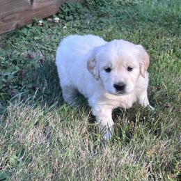 Golden Retriever Puppies from Trillium Spring's Goldens