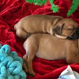 French Bulldogs from Frenchies Next Dior