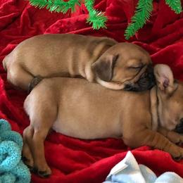 French Bulldogs from Frenchies Next Dior