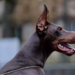 Adelheid - Doberman Pinscher