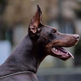 Adelheid - Doberman Pinscher